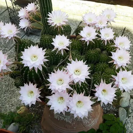 Il Giardino Roccioso ベッド・アンド・ブレックファスト ラヴェンナ