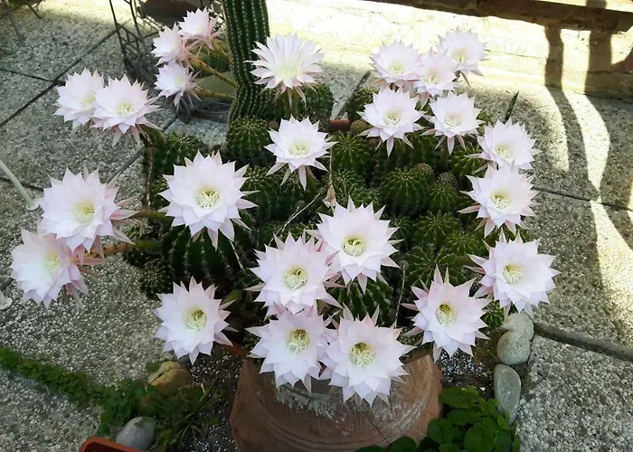 Il Giardino Roccioso Готель типу 